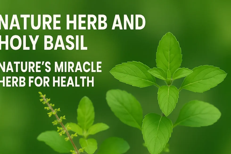 Nature Herb And Holy Basil Nature’s Miracle Herb for Health