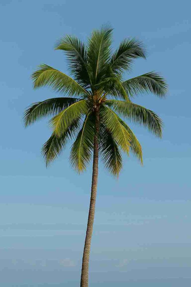 A tall coconut palm standing tall under a bright blue sky.